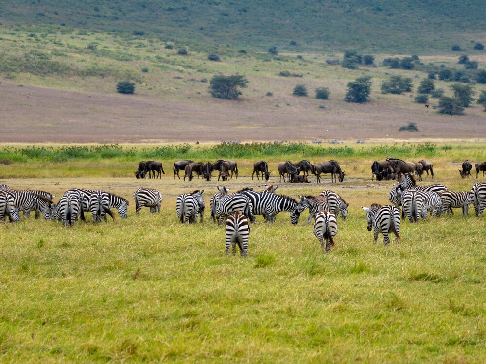 Ngorongoro