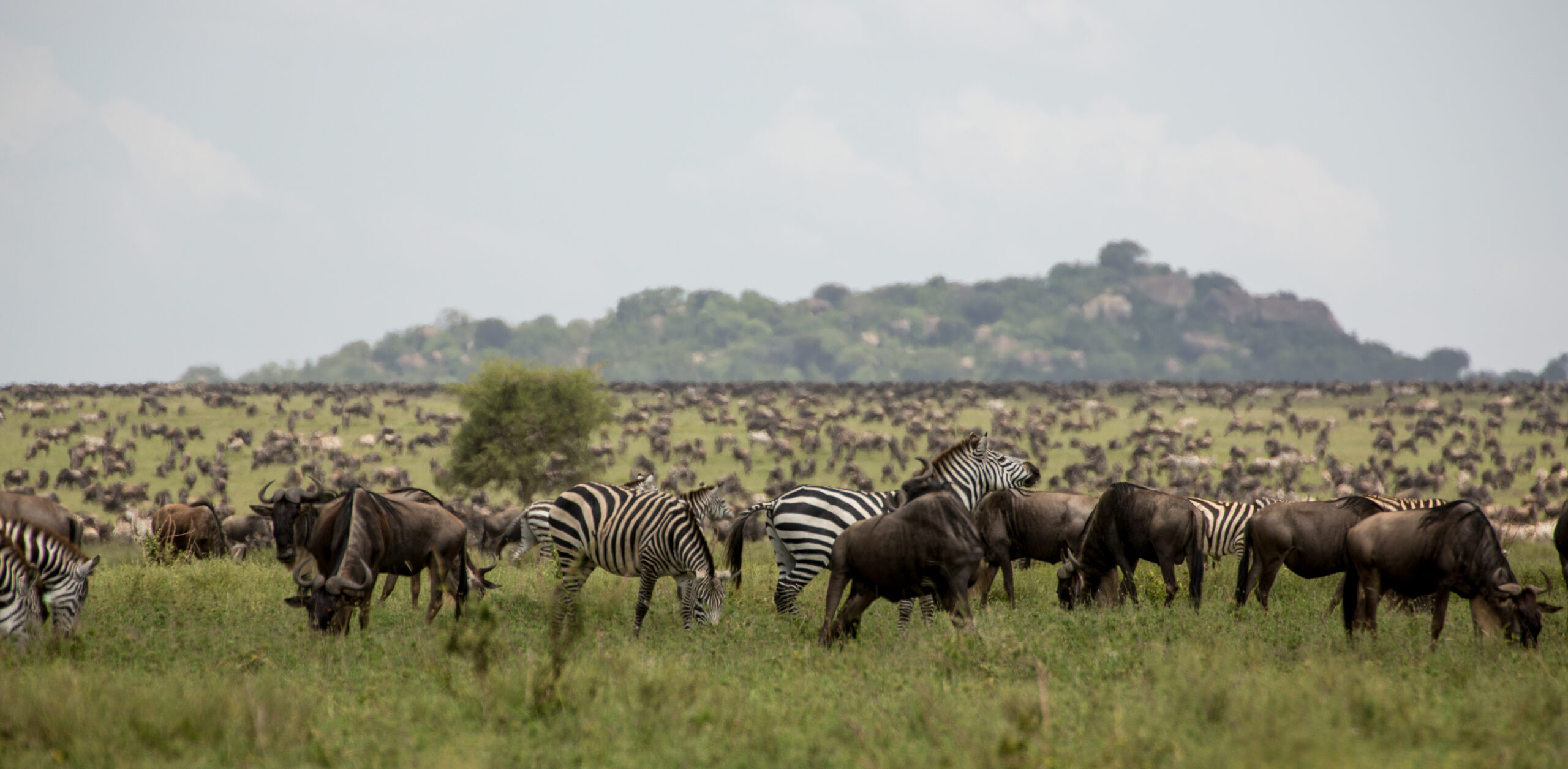 Tanzania-safari_Yama-safaris