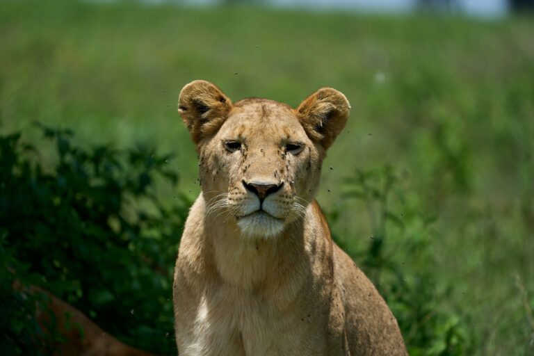 safari in Tanzania