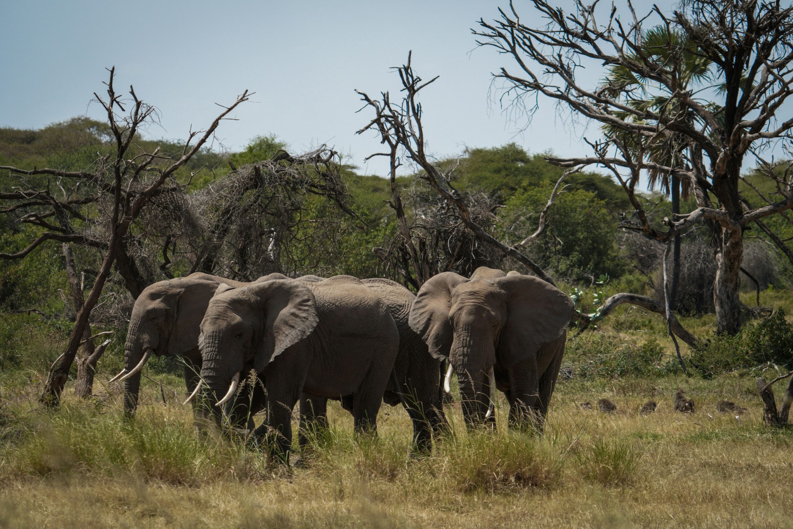 Game drives